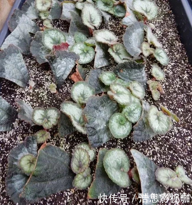 幼苗|秋海棠用叶子繁殖，一片叶可培育很多幼苗，用珍珠岩就行了