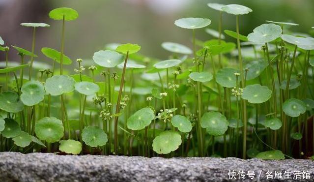 植株|3种绿植,开花便是“好兆头”,家里放一盆,日子顺风又顺水