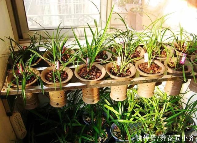 兰花烂根空根怎么办？关键是栽种不得当，一定要掌握好技巧才行