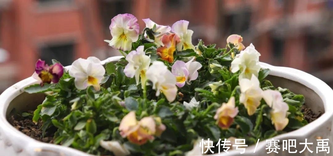 特耐寒的花,冬天照样能爆盆,颜值不输牡丹