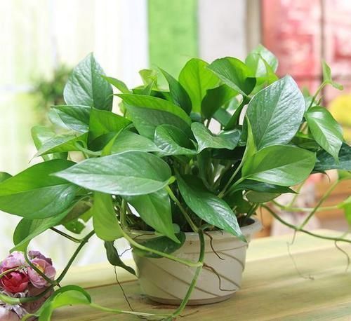 黄叶|几种耐阴花,最怕晒太阳,一晒就黄叶,看看你养了几种