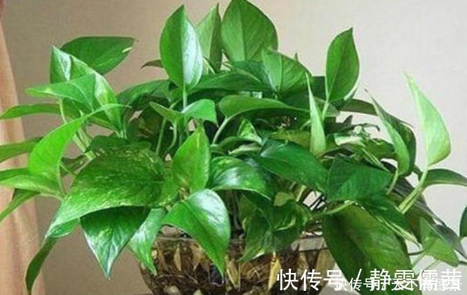 绿萝喜欢“3种水”,实惠又省钱,定期浇灌不黄叶,长势旺盛