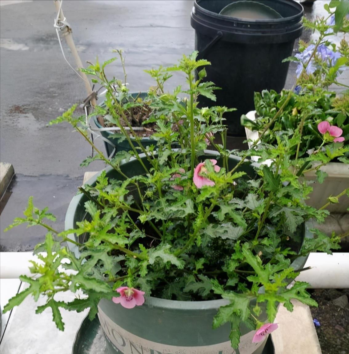 漂亮|5种漂亮花,5月快剪“花箭”,撒点营养肥,花苞又挤满盆