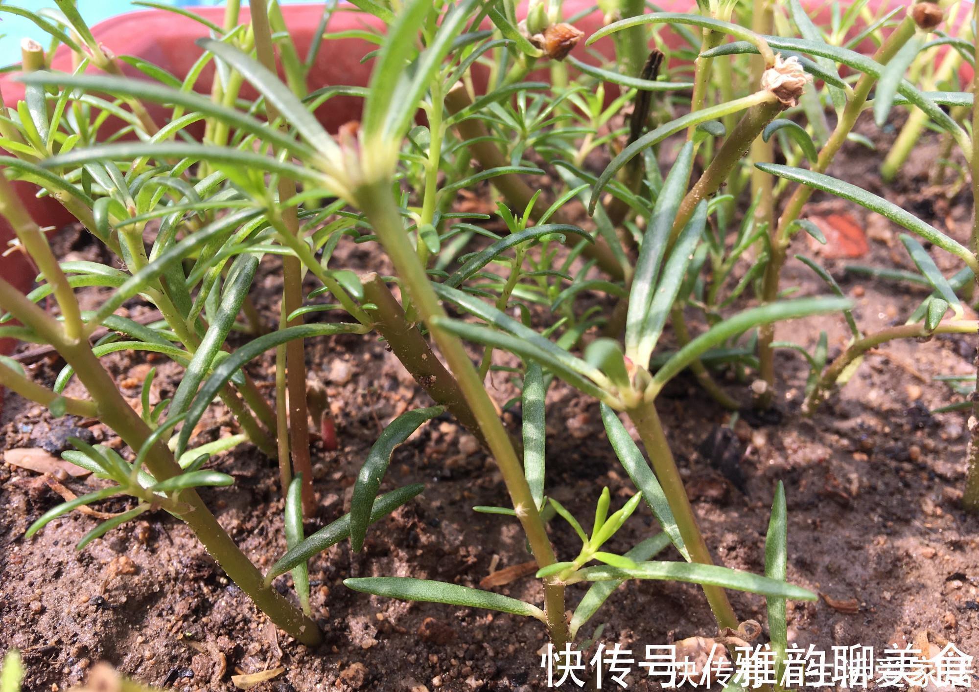 “重瓣太阳花”过冬，用一“方法”，来年又开花，五颜六色