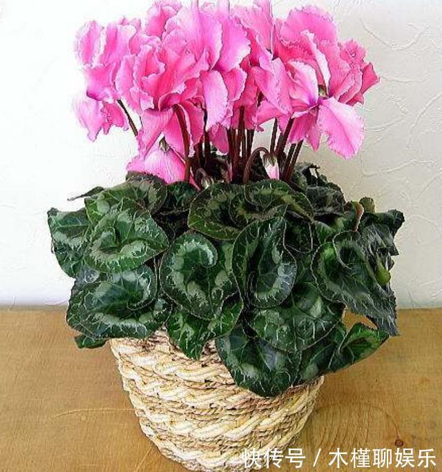 球茎|仙客来花谢了,这样修剪和养护,新叶萌发快,年底又开花