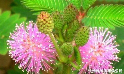 适合阳台养的4种花,周年开花,花多易爆盆