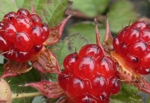 只有农村才有的美味,吃过3种以上就算有口福了