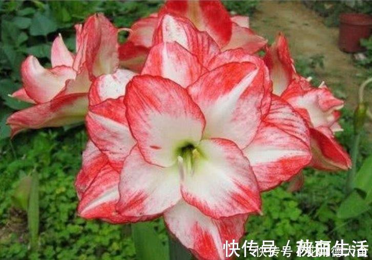 大岩桐|4种花现在养刚刚好，夏天开花很漂亮，日子越过越红火