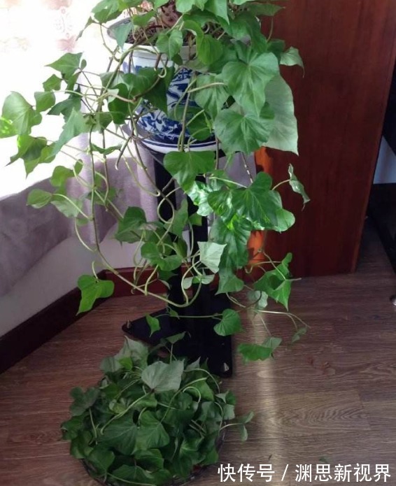 植株|小时候最爱吃的地瓜，养家里当盆栽，好看还能吃，快回家试一试