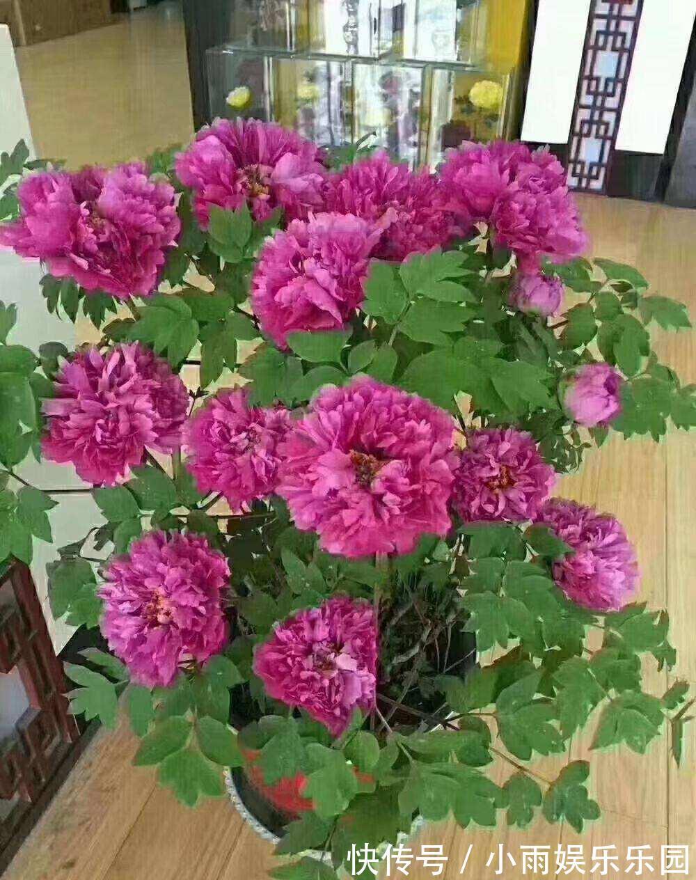 家里不要乱养花!6种养人花,吸废气制氧气,还有旺家的好寓意