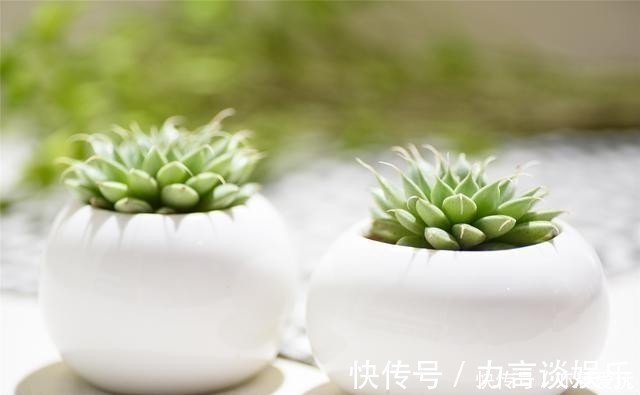 根系好的多肉,平时有这3种表现,及时培养快速长成老桩