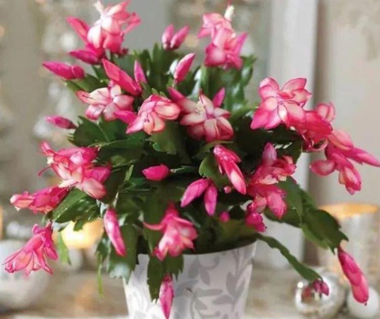 庭院选这几款花,花姿妖娆,花大多又艳,一开就是300多天!