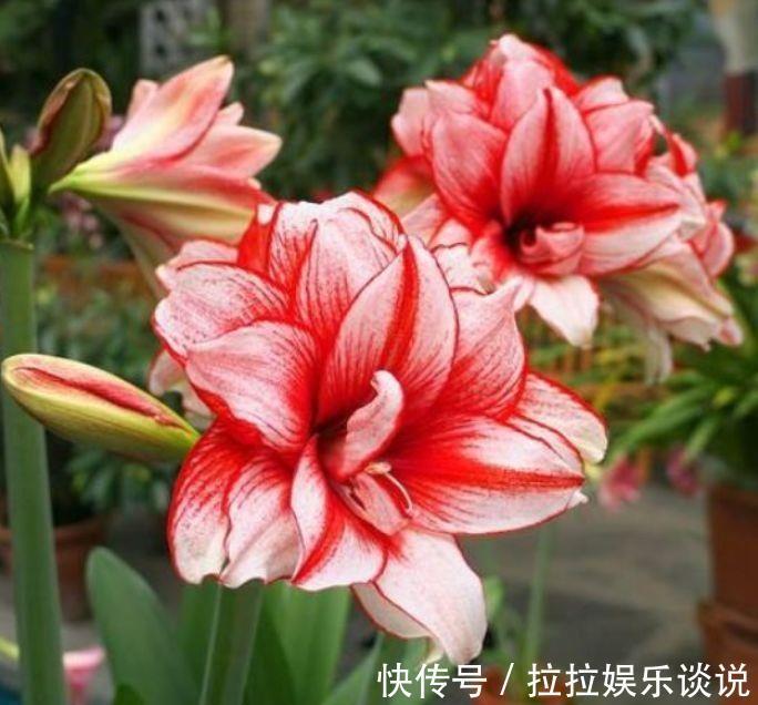 花期|5种花很耐养,开花漂亮花期长,沾土就能活,超美的