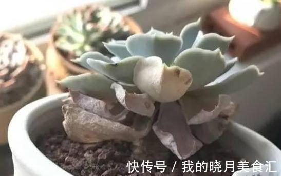 论怎样为变丑的多肉植物整容