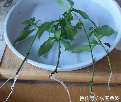 夏天急着赏花养4种花,掐根枝条就能活,今年还能开花