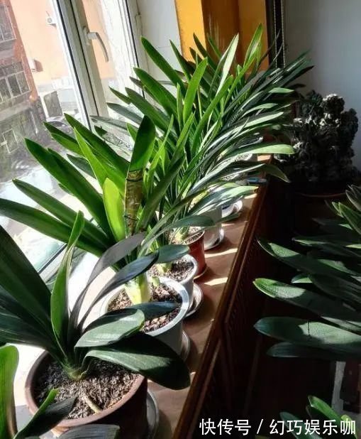 养君子兰,记住5个小口诀,养一盆旺一盆