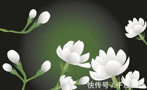 这种皮做成的肥水,养茉莉花,一个月长花苞,连开两次