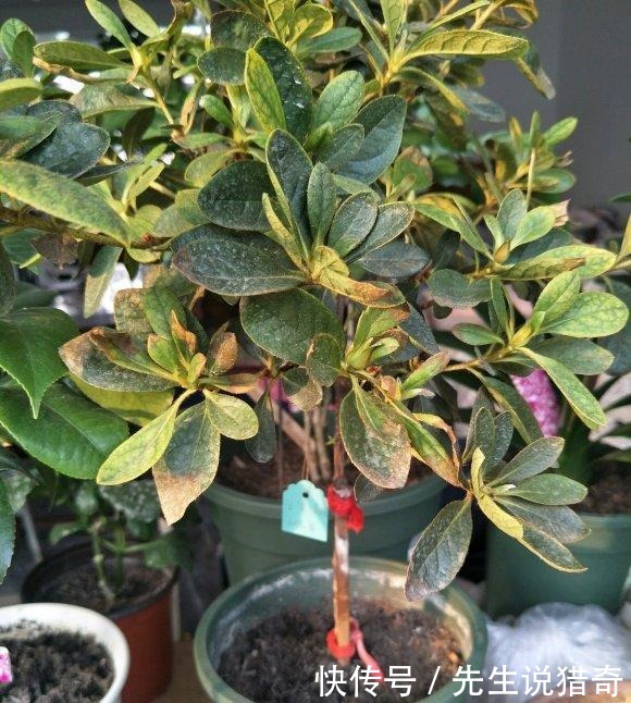 杜鹃花买回家，两个月就挂了，杜鹃有“3怕”，避开很重要