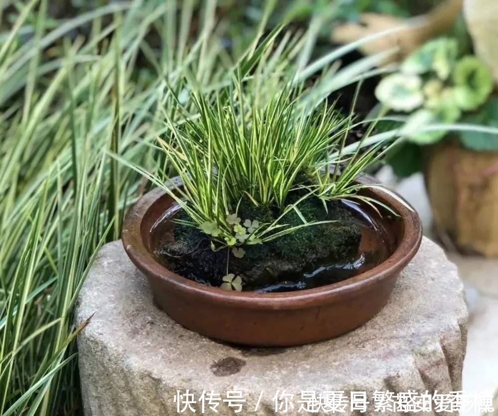植物|菖蒲是盆景不可缺少的装饰植物,多浇水少施肥,湿着养