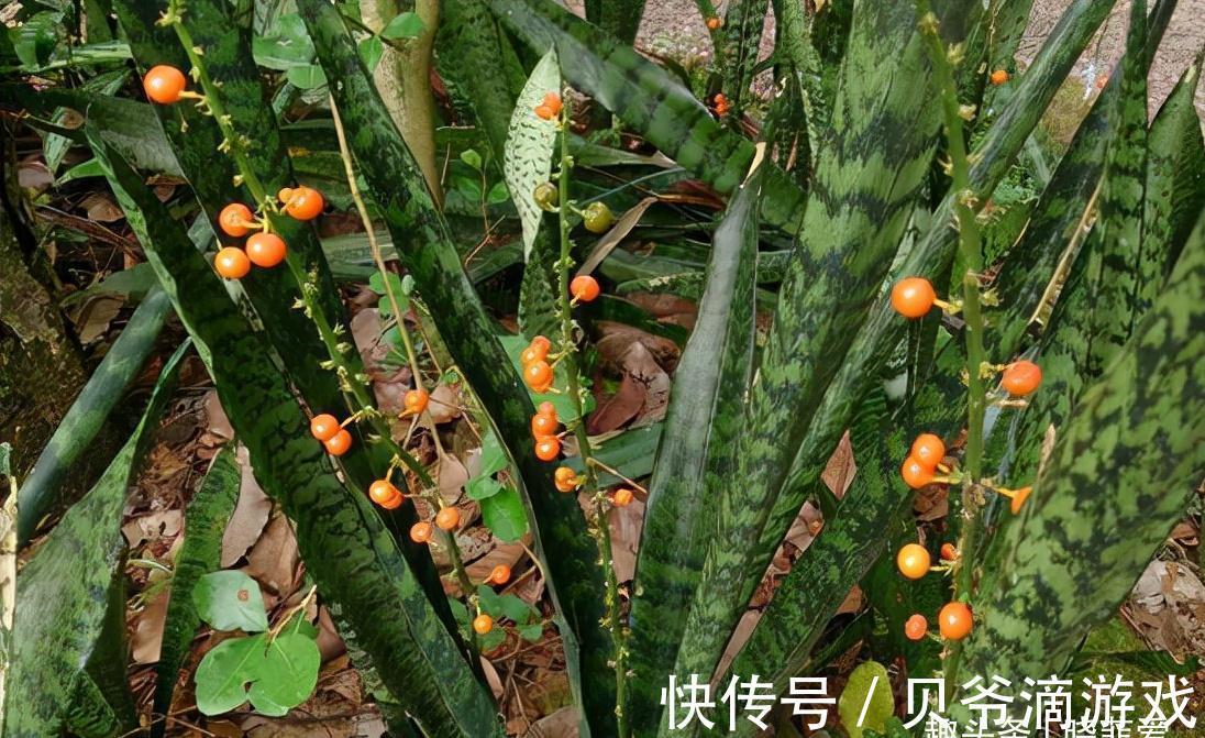 适合客厅养的“6种花”，一个比一个好养，一个比一个好看