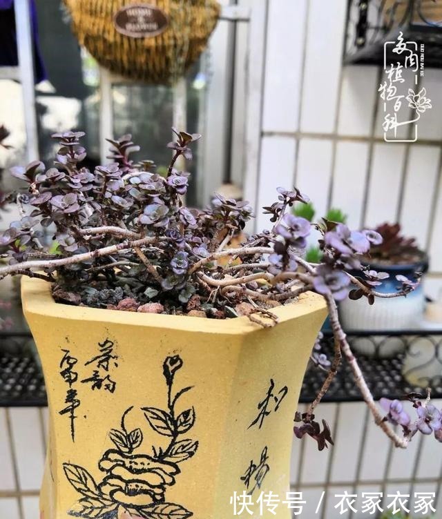 如何让多肉变美看看我是如何宠它们的!如何让多肉变美看看我是如何宠它们的!