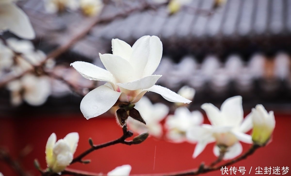 春暖花开|4种年宵花，盆栽美丽、插花诗意，高端大气春暖花开、幸福四季