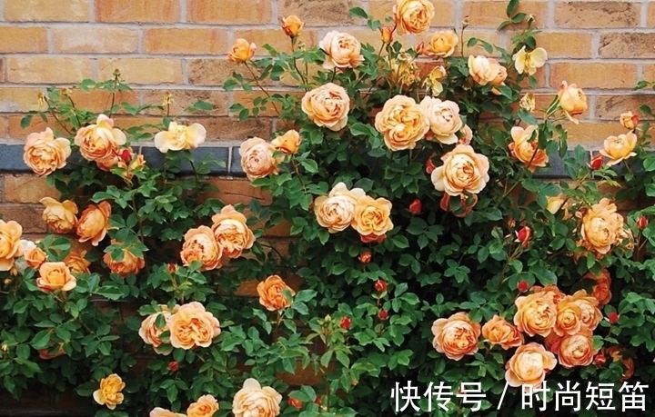 月季花墙，小苗快速成型的“窍门”，一年满枝芽，长出一面花墙