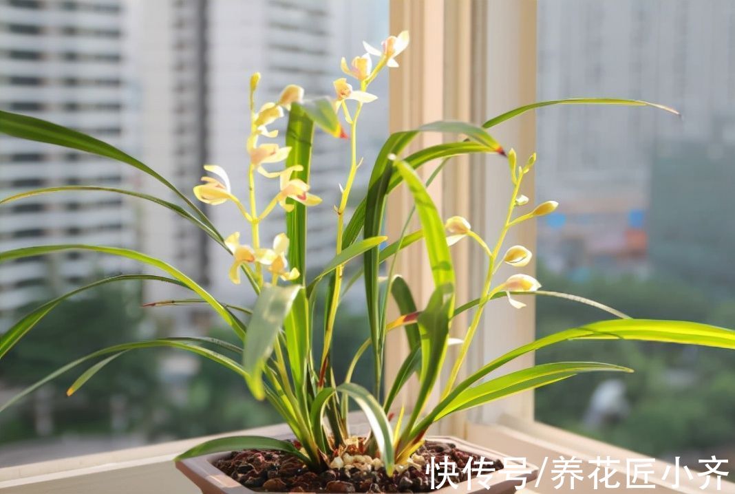 给兰花换盆,注意5个“要点”,保证兰花根系壮,后期长势旺