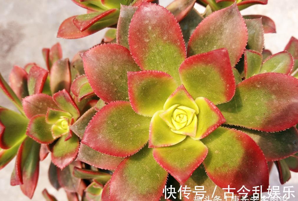 冬美人|养多肉不想买土?试试此8个品种,它们可以说是最不挑土的多肉了