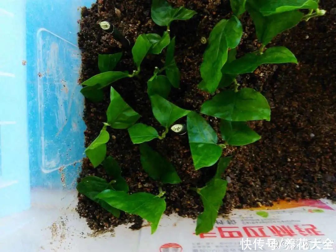11种常见花，现在扦插，成活率特高