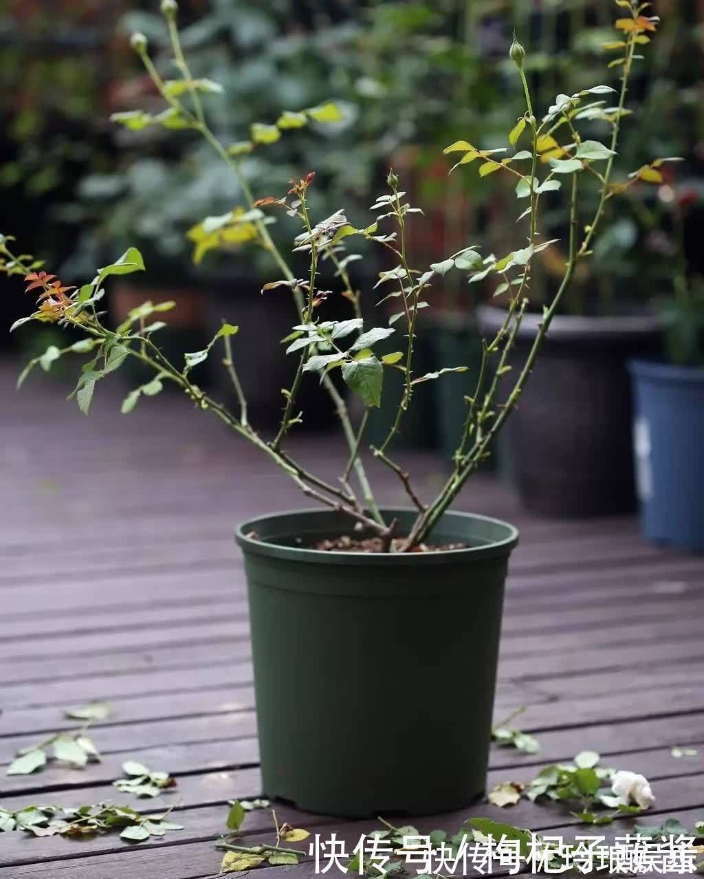 有3种花,春季绝对不可以修剪,这样才能花苞更多,枝枝有花
