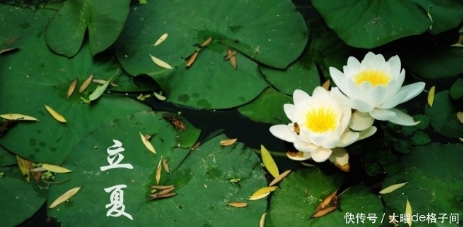 立夏养生注意这4点,可养心保健康