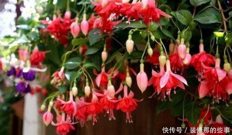 4种花是“开花大户”，一次开放100朵，漂亮上档次，越养越喜欢