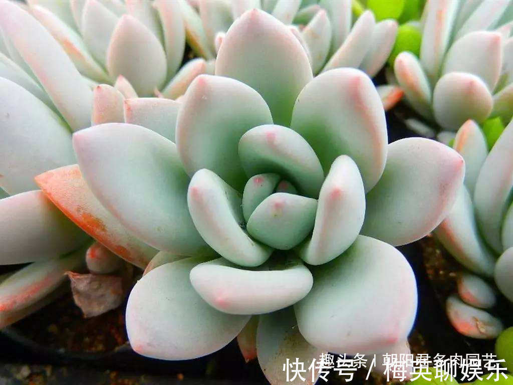 温差|秋季养多肉，抓住这2点，个个饱满出状态