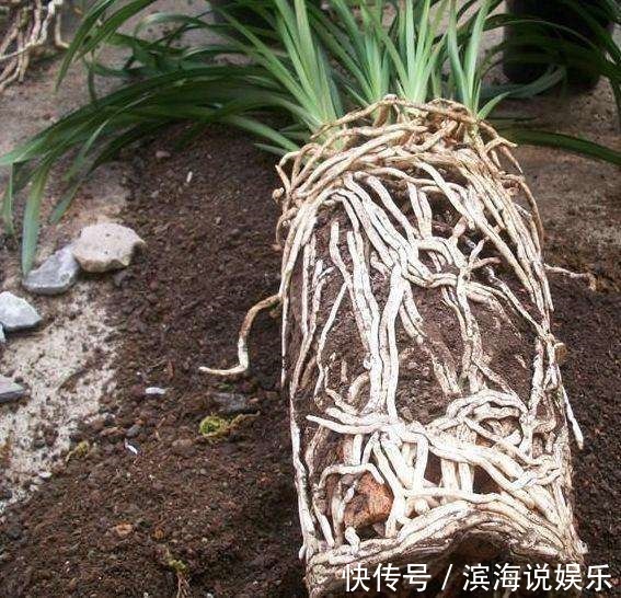 兰花|这几种花是吃土机器,秋天必须换盆土,否则再怎么养都黄叶哗哗掉