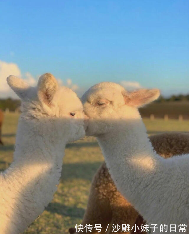 |幽默笑话:老布莱克喜爱猎熊,可偏偏视力又不大好,曾几次差点把人当熊来猎击。