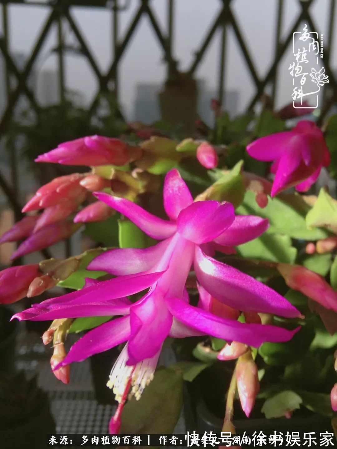 邂逅多肉，爱折腾的阳台党，总能收获简单纯粹的快乐！