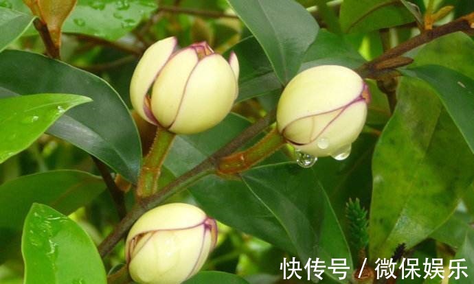 这花好奇怪,花只绽开一半,香味却散到十里外!