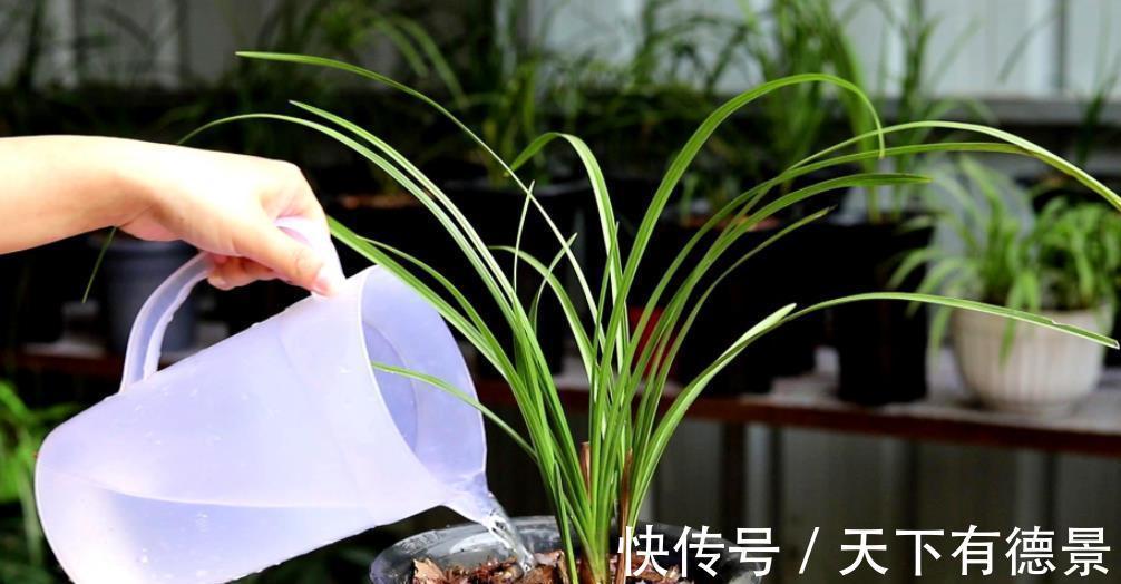 新手秋天养兰花,3个浇水要点要谨记,做好了根壮叶旺开花美