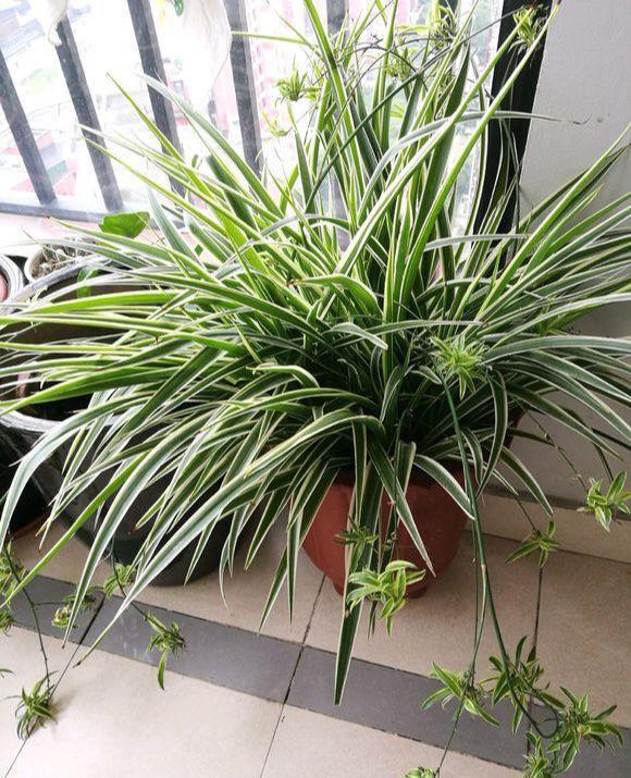 就5种花，不能晒太阳，一不小心就晒死，不妨你就试一试