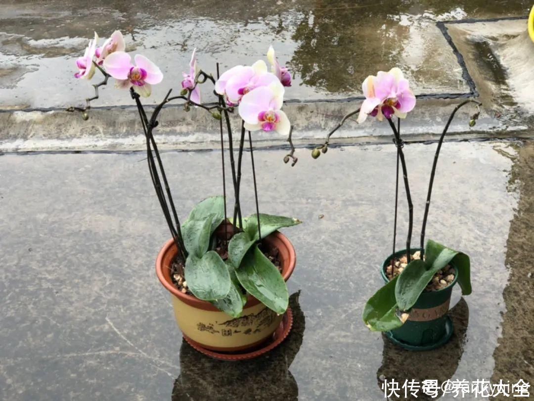 蝴蝶兰|7种花，立秋后换盆，秋冬才能越养越好
