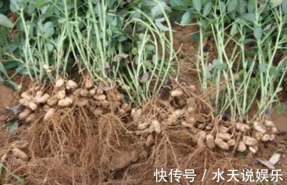 花生|花生养颜排毒、滋养补气,农民掌握病害防治,来年种出高产的花生