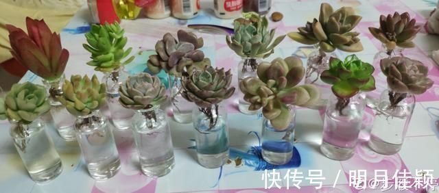 多肉丢水里好度夏,叶子疯狂吸水,几天就变胖了