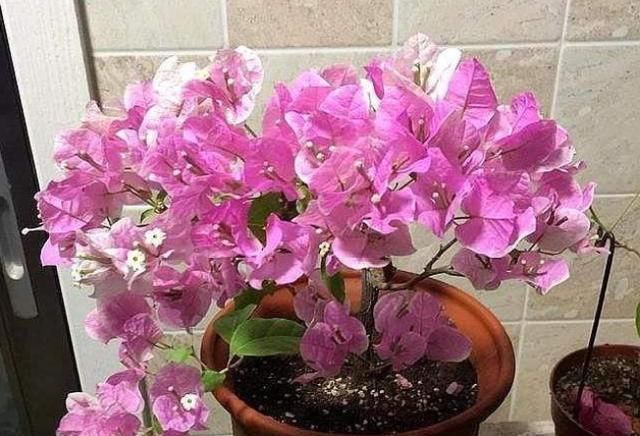 三角梅不开花把这水浇“2勺”,不要太多一点就好,花朵溢出盆