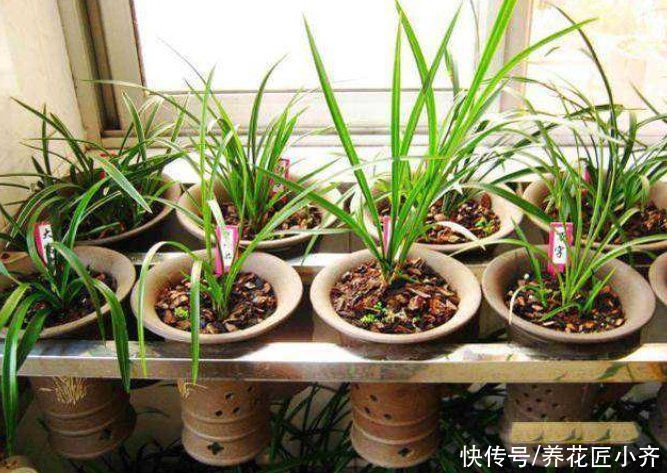 空气湿度|室内盆栽花卉不能乱“喷水”，操作不当就会烂叶，条件达到随便喷