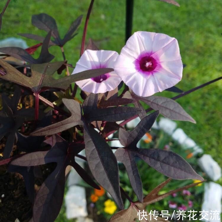 叶色|叶色丰富的观赏红薯，适合养成盆栽，开的喇叭状花朵很罕见