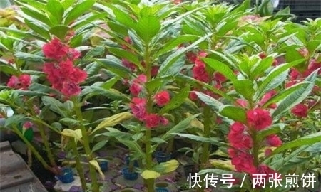 栽种|俗称“指甲花”，能染指甲能防蛇，却是“蛇蝎美人”，栽种要小心