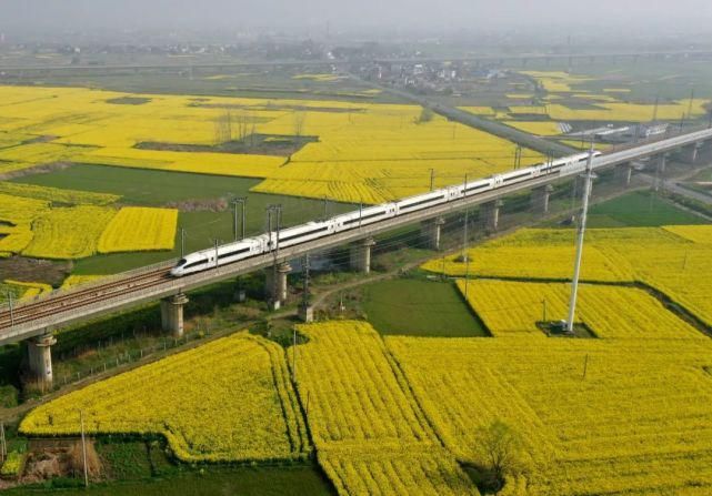 《行遍合肥》巢湖油菜花海已上线！遍地金黄！