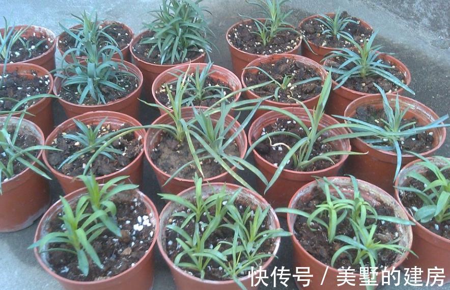 腐殖质|绿化带里的这种土是养花“极品土”,走过路过不能错过!