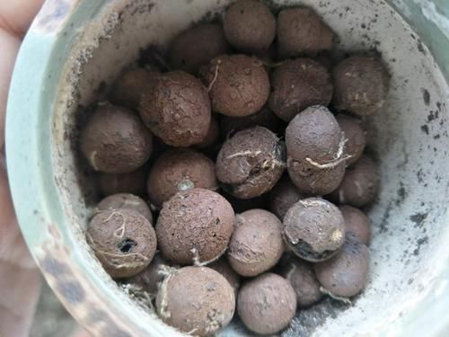 陶粒受花友们的追捧，对于种植植物又有什么作用呢？